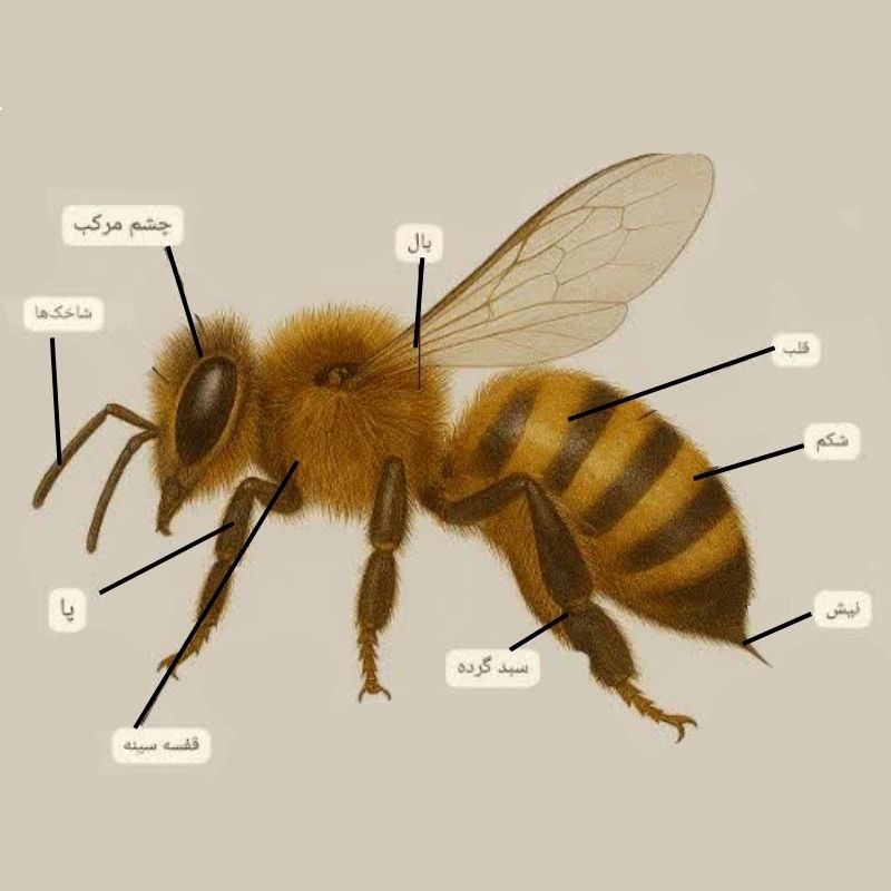 ساختار  بدن زنبور عسل