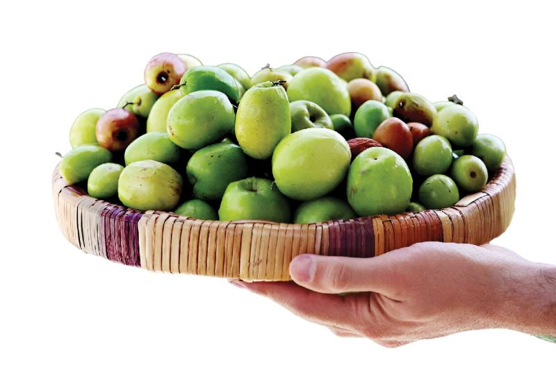 کنار و خواص درمانی عسل کنار