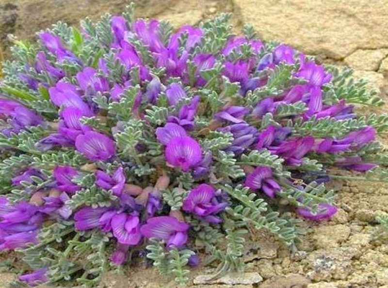 موجب مهار رشد تومور می شود