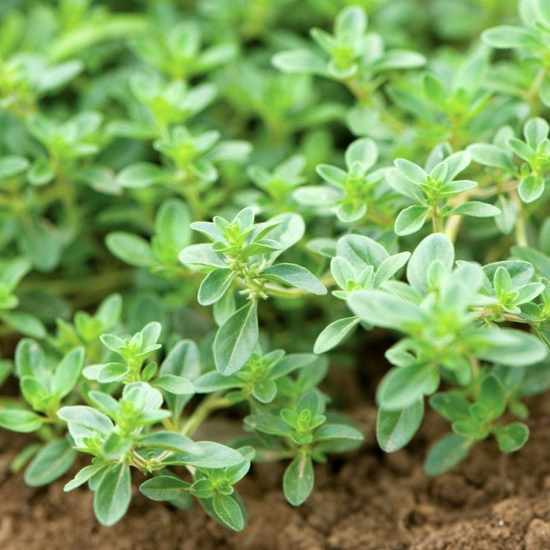 گونه های آویشنیان