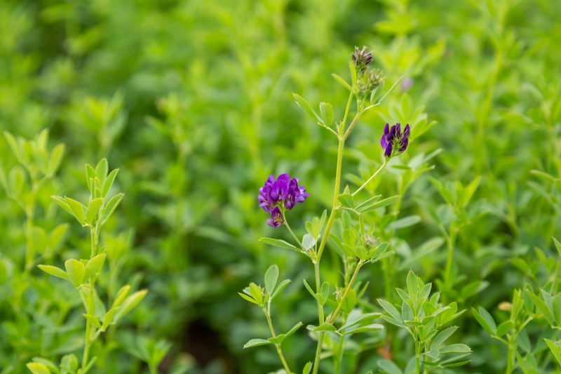 خواص درمانی یونجه و عسل یونجه