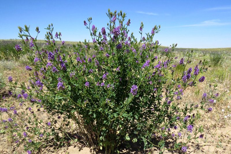 خواص درمانی یونجه و عسل یونجه