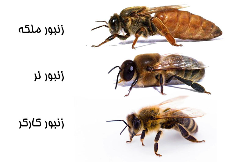 در زمستان تعداد زنبورهای هر کندو حتی از ۱۰/۰۰۰ هم کمترند.