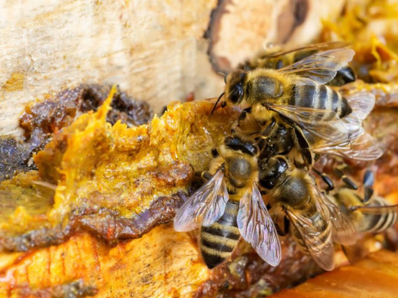 بَره موم و سرطان