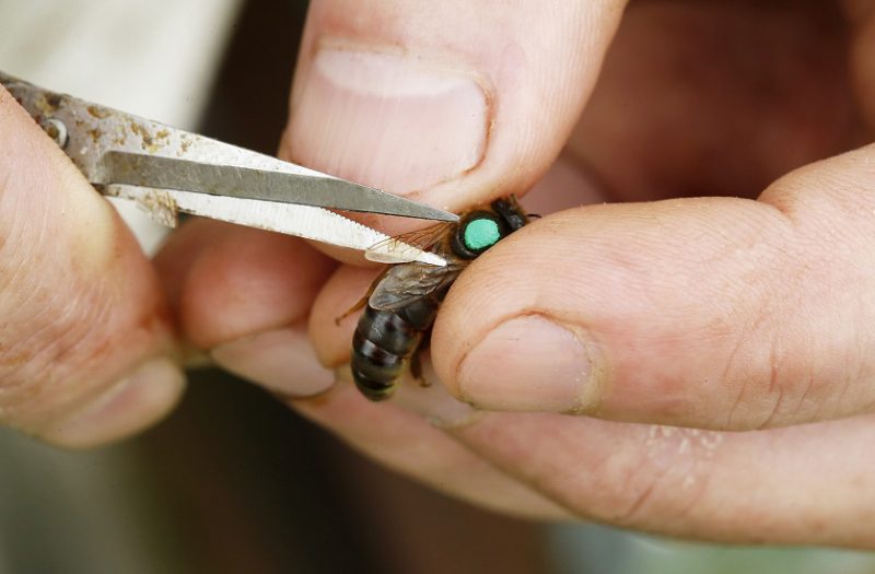 قیچی کردن بال ملکه