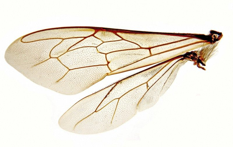 قیچی کردن بال ملکه