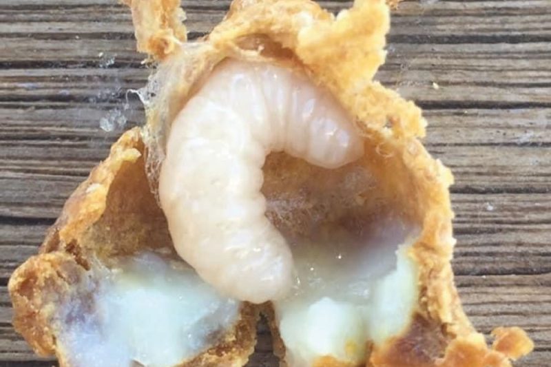 لارو چیست ؟