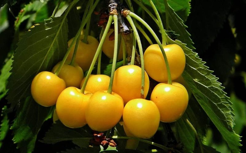 گیلاس را همیشه یک ساعت قبل از غذا بخورید.