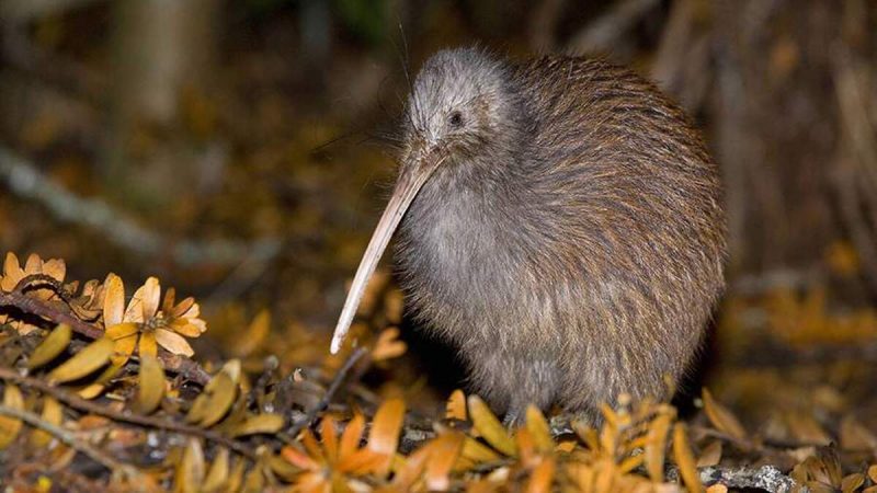 میوه کیوی کرکدار و به رنگ قهوه ای کم رنگ است