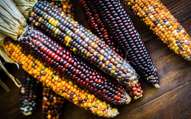 ذرت طبعیتی سرد و خشک دارد.