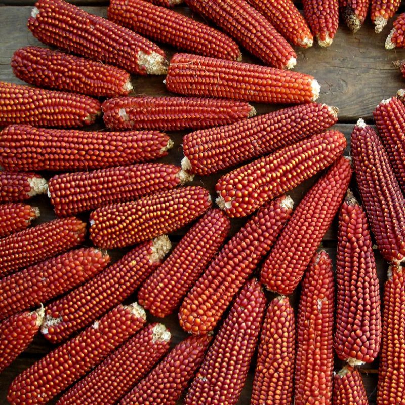 مصرف ذرت برای درمان کم خونی موثر است.