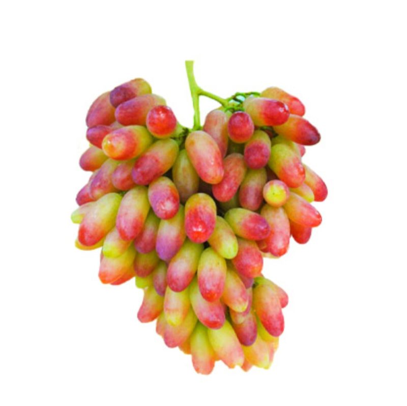 انگور اعتدال کننده اخلاط است.