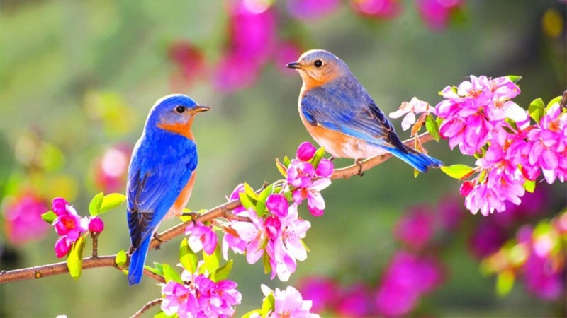 تأثیر آب و هوا بر اخلاط اربعه