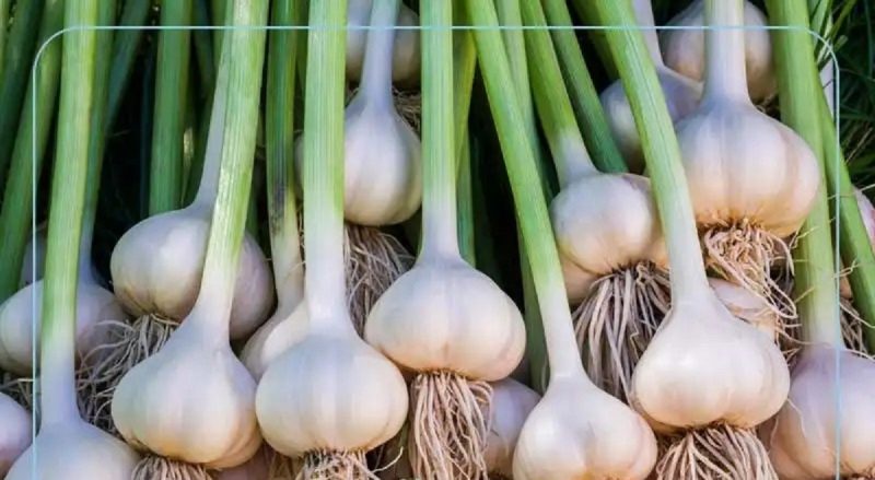 روزانه مصرف یک یا دو حبه سیر خام توصیه می شود.