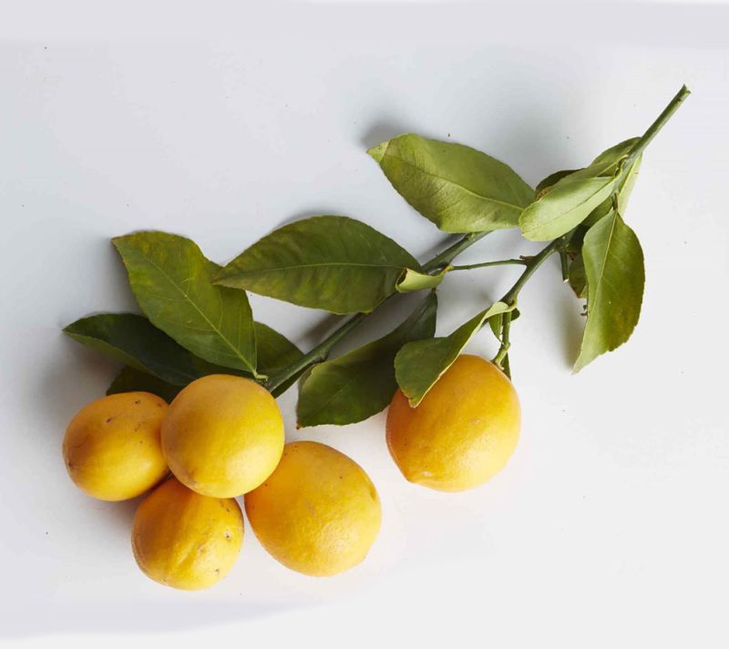 لیموترش درمان پوکی استخوان است.