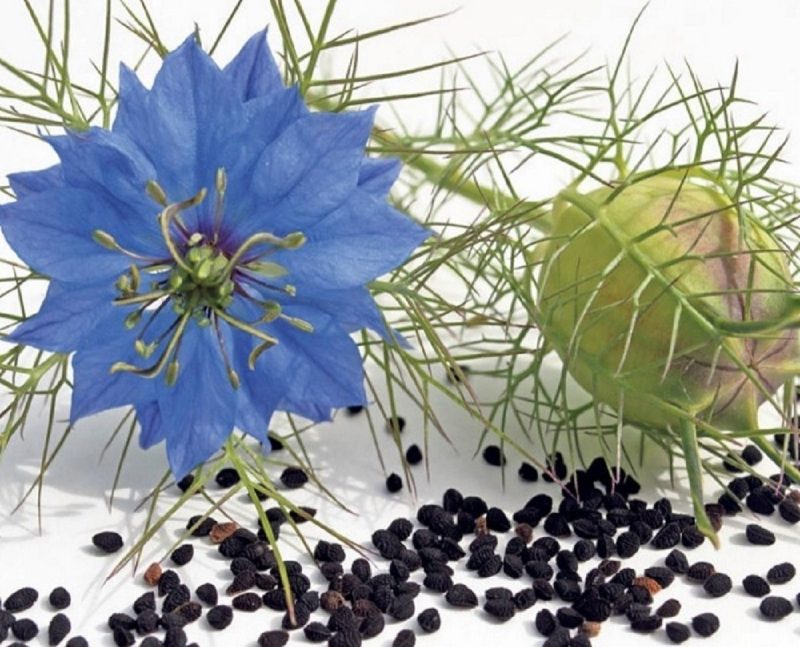 سیاه دانه درمان خشکی و کم آب دهان است.