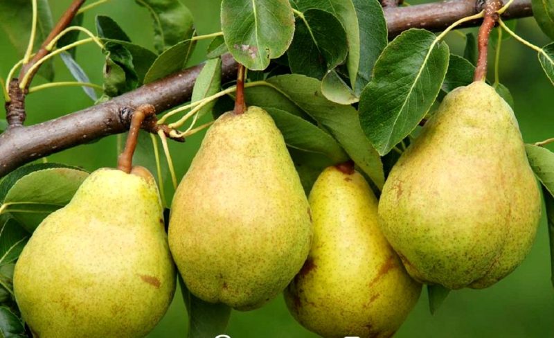 گلابی سنگ مجاری ادرار را دفع می کند.