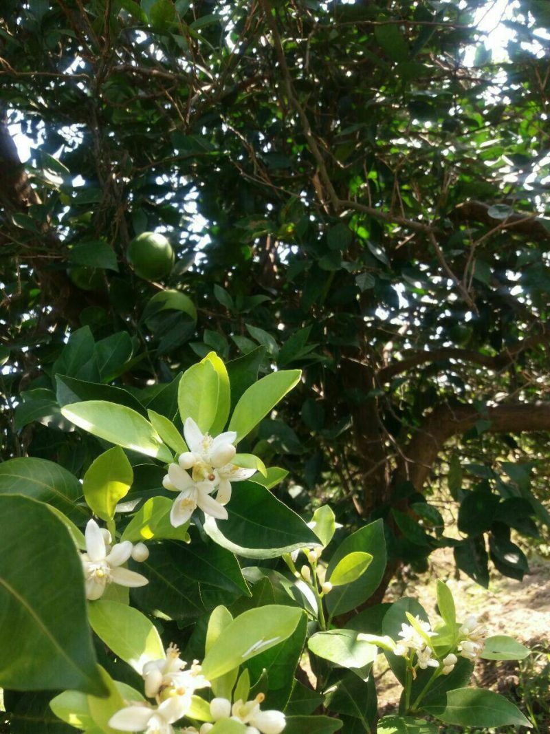 پرتقال آرام کننده قلب و مرکز مغز است.