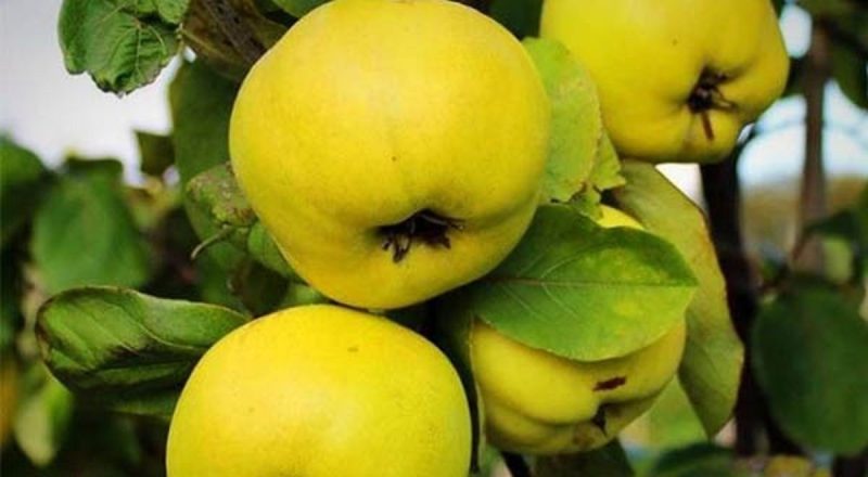 به تقویت کننده قلب است.