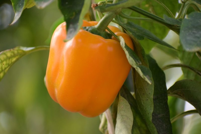 فلفل دلمه ای ضدپیری است.