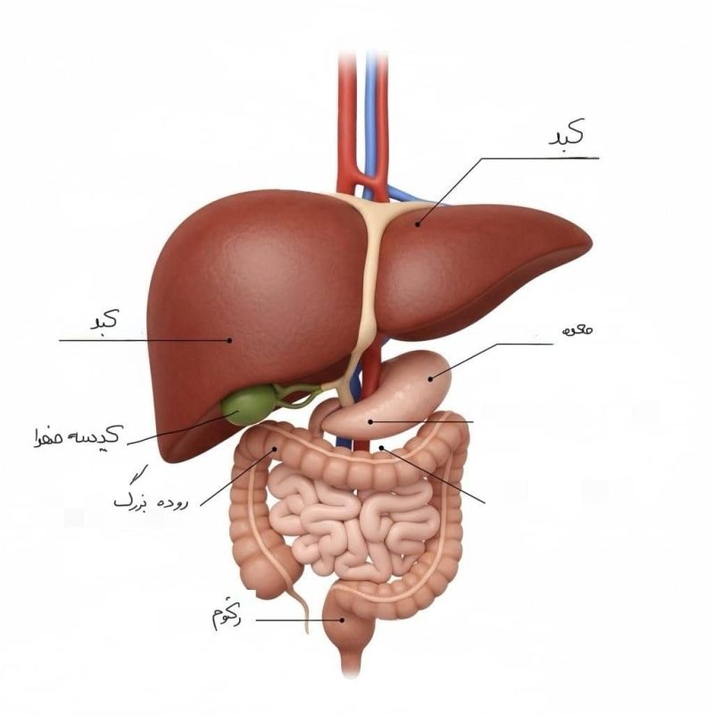 درباره صفرا و امراض آن