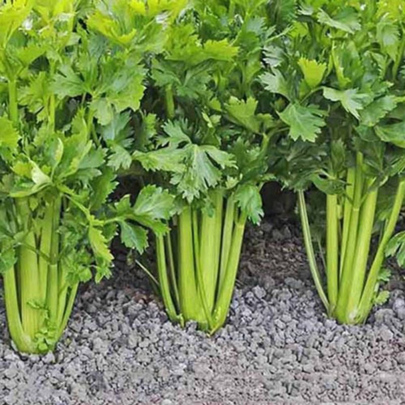 کرفس برای افراد کم خون توصیه می شود.