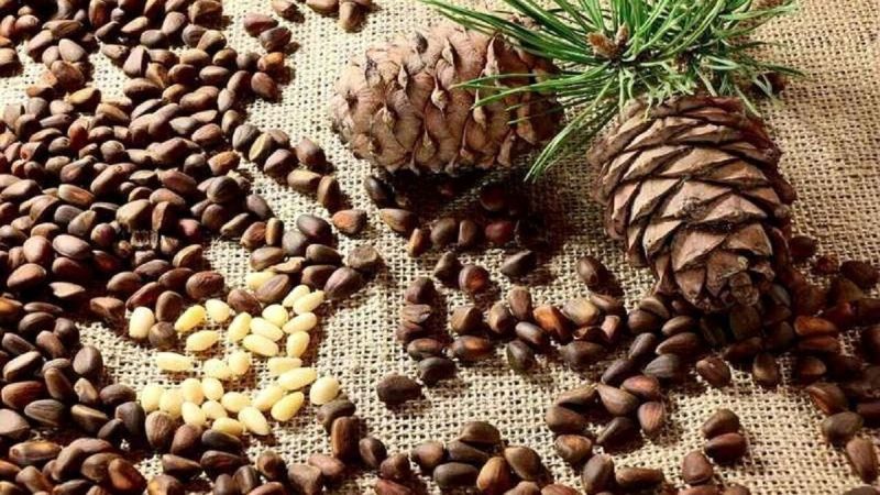 خـواص و مـضـرات چـلغـوز