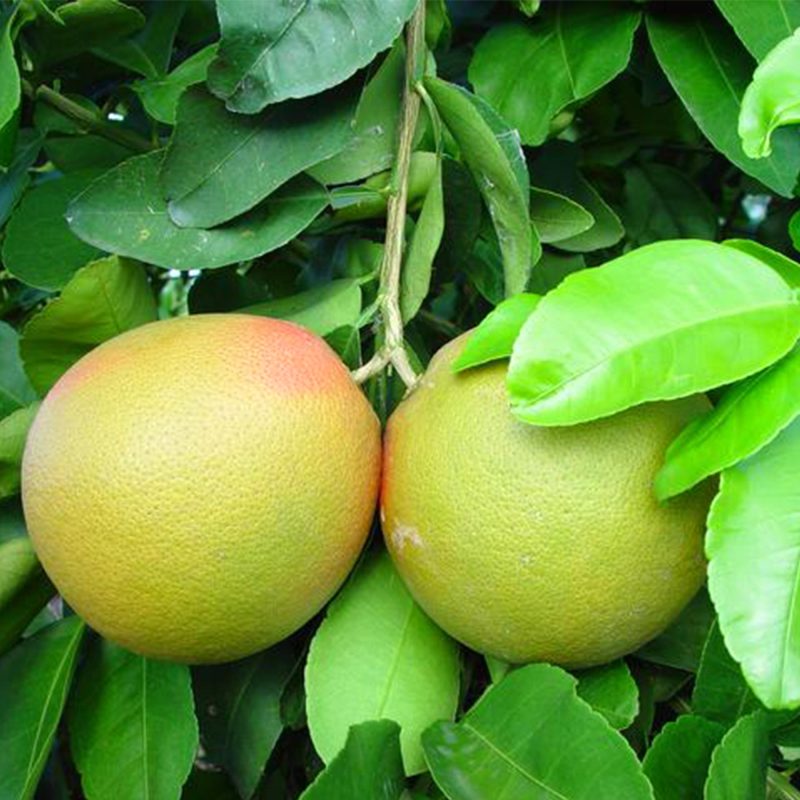 مصرف گریپ فروت از شکستگی و ناخن و مو جلوگیری می کند.