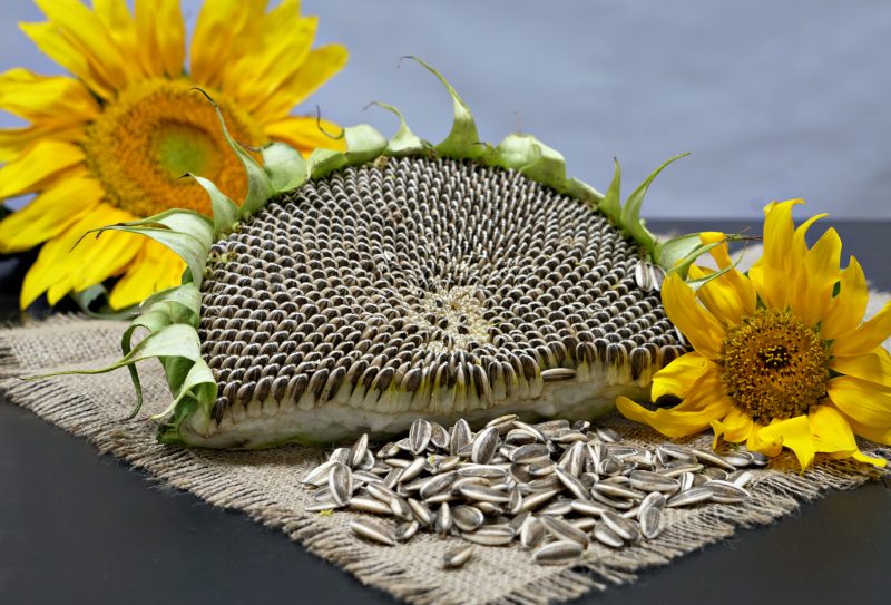 تخمه آفتابگردان برای رشد کودکان مفید است