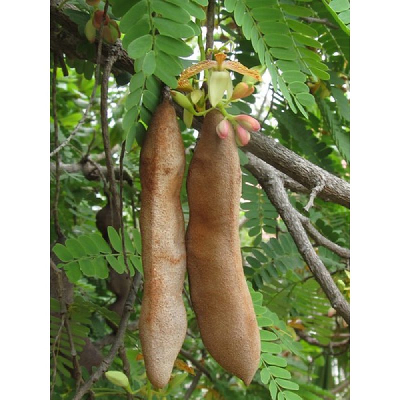 مصرف تمر هندی تشنگی را برطرف می کند