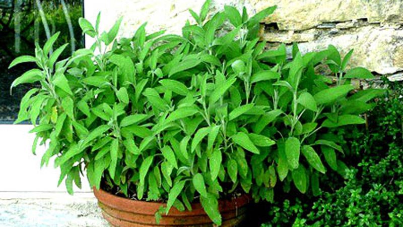 به لیمو به رفع صداهای مبهم در درون گوش کمک می کند