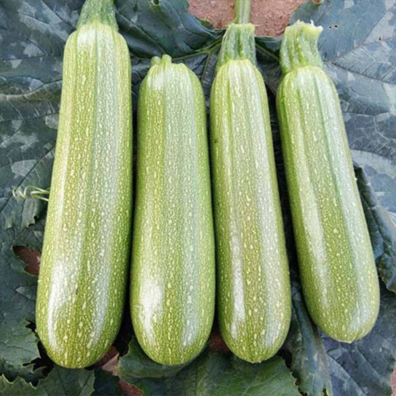 کدو سبز حاوی بیش از 95درصد آب می باشد.