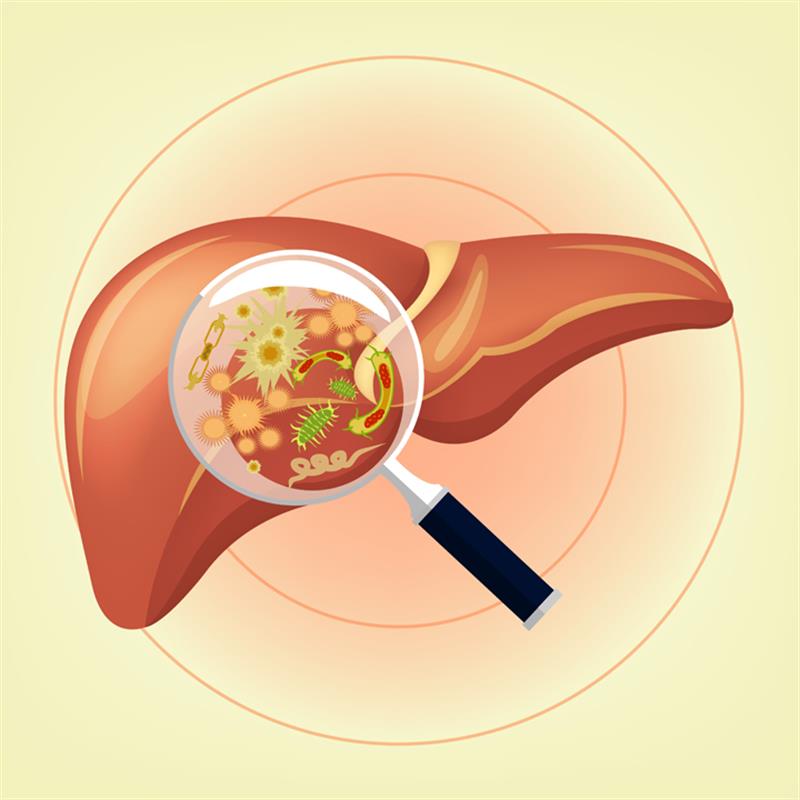 کبد بزرگترین ارگان در بدن است