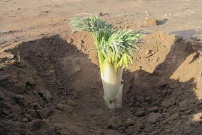 این گیاه دارویی باید در حد متعادل مصرف شود