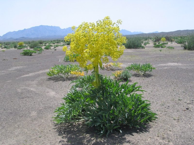 کماه قاعده آور است