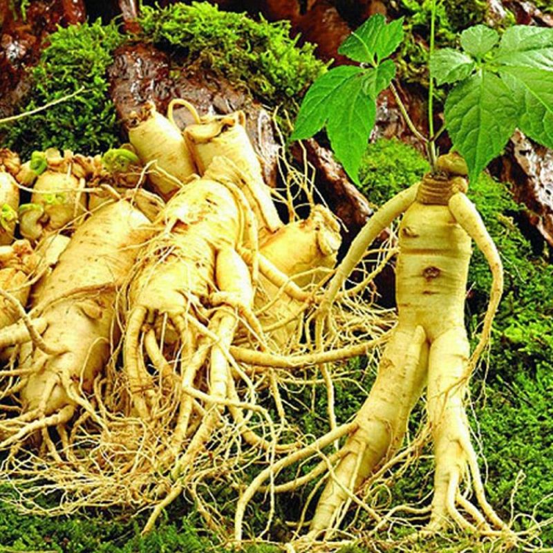 مصرف جینسینگ موجب کاهش استرس میشود