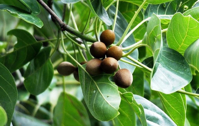 خواص و مضرات هلیله