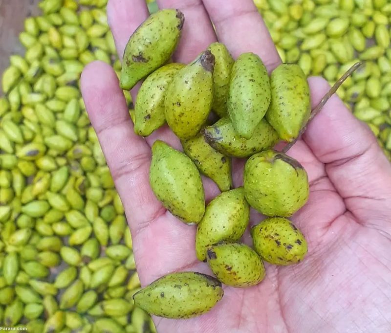 هلیله سیاه ضد سودا است