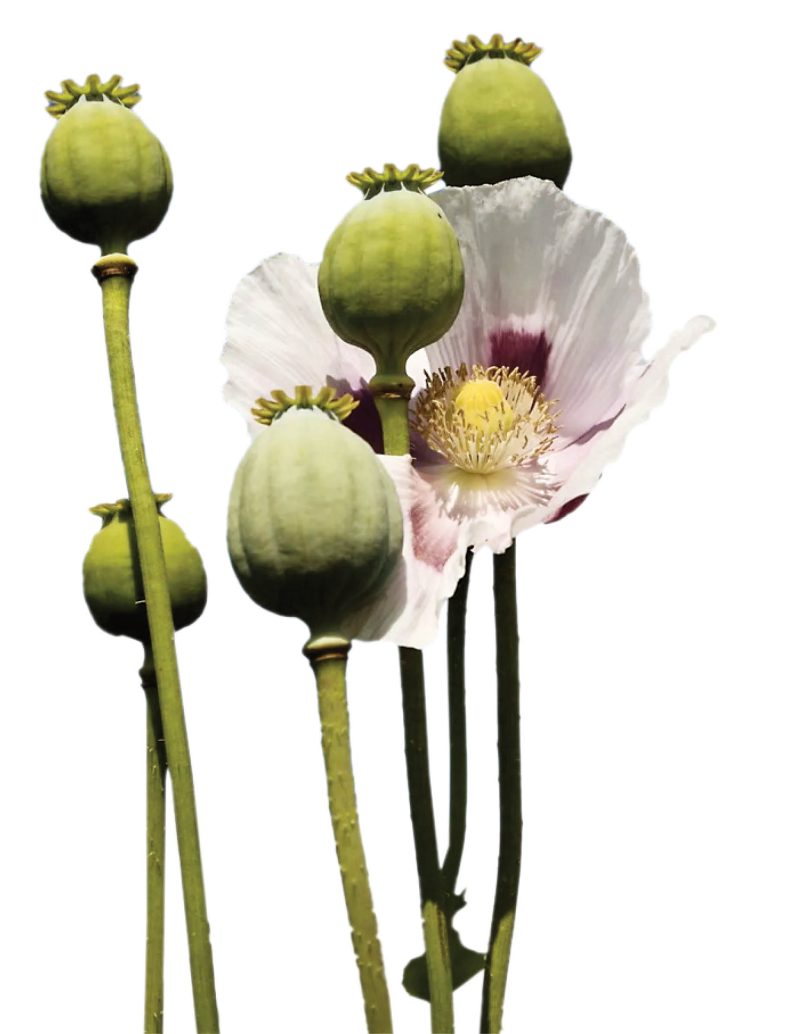 گیاه خشخاش کاهنده اشتها است