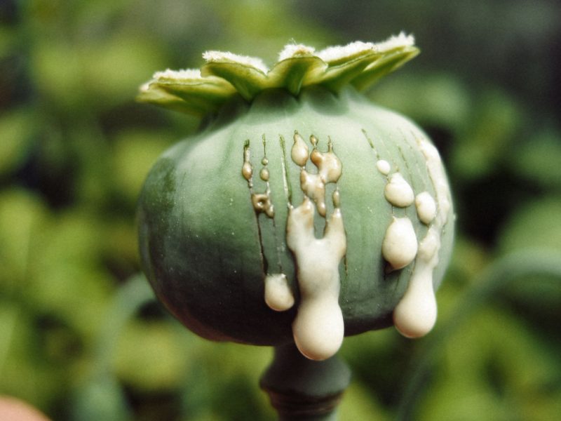 کاهش فعالیت روده و یبوست مزمن