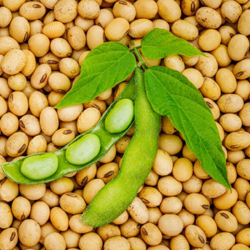 خواص و مضرات لوبیا سویا