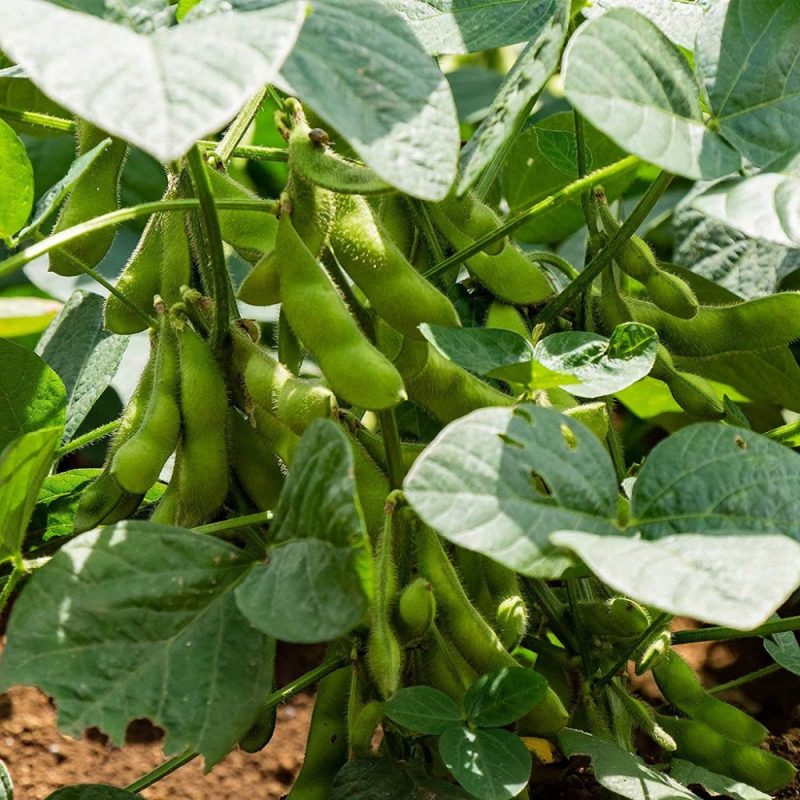 سویا سنگ صفرا را شکسته و خارج می شود