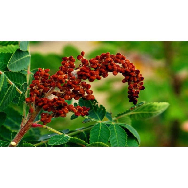 سماق برای بیماران دیابتی مفید است.