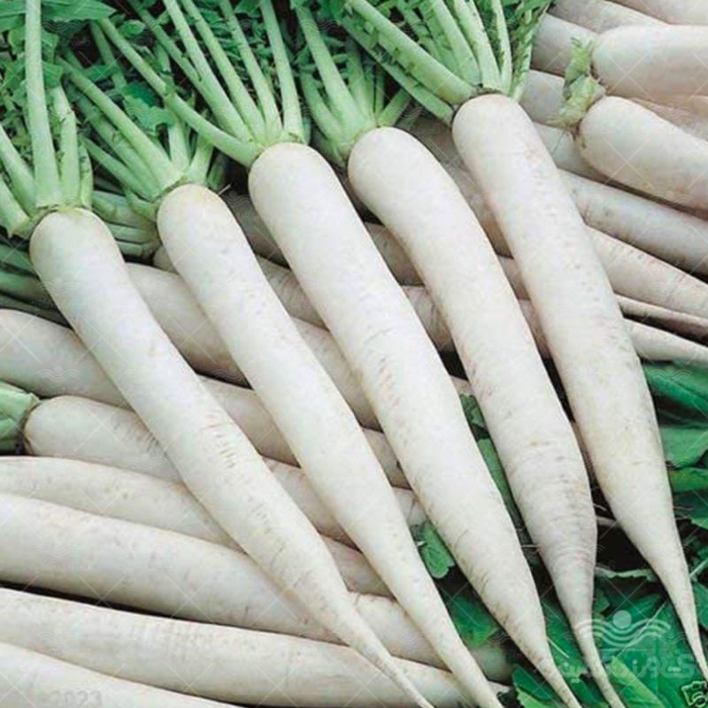 مصرف ترب سفید باعث لطافت پوست می شود