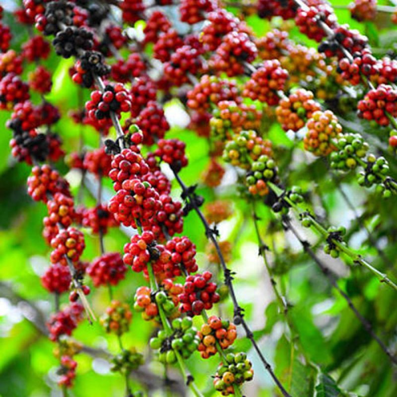 مصرف قهوه عمل هضم را آسان می کند