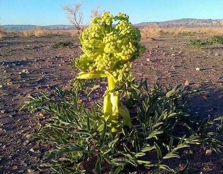 کماه در درمان دندان درد مفید است