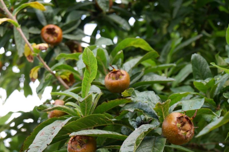 ازگیل اشتها آور و چاق کننده است