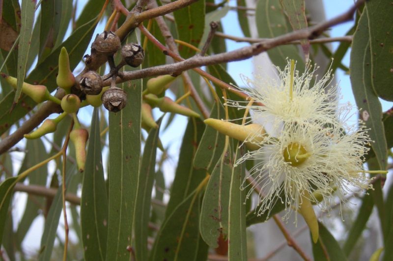 اکالیپتوس دارای طبیعتی گرم و خشک است