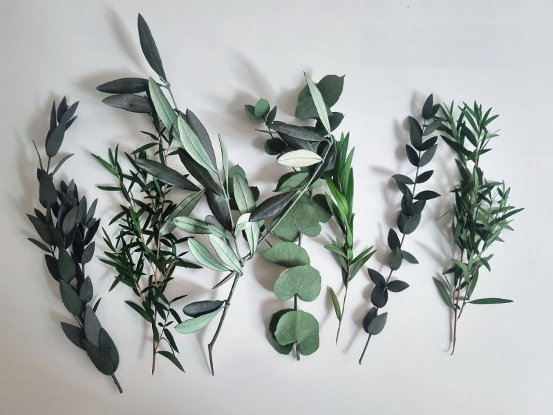 اکالیپتوس باعث فلج دستگاه تنفسی میشود