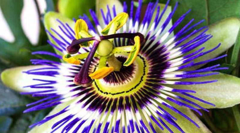 گل ساعتی ملین و محرک سیستم گوارشی است